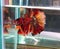 Dumai, Riau, Indonesia : Halfmoon Nemo Copper Betta Fish born in my home is so special ðŸ˜